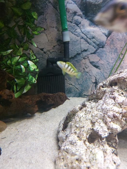Labidochromis Permut młode