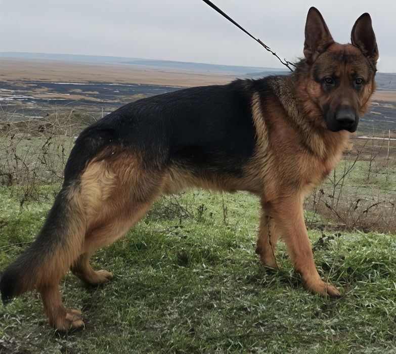 Кобель німецької вівчарки