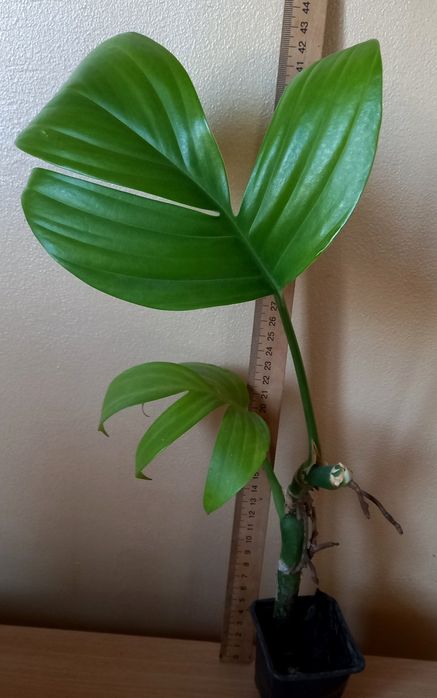Монстера Rhaphidophora decursiva