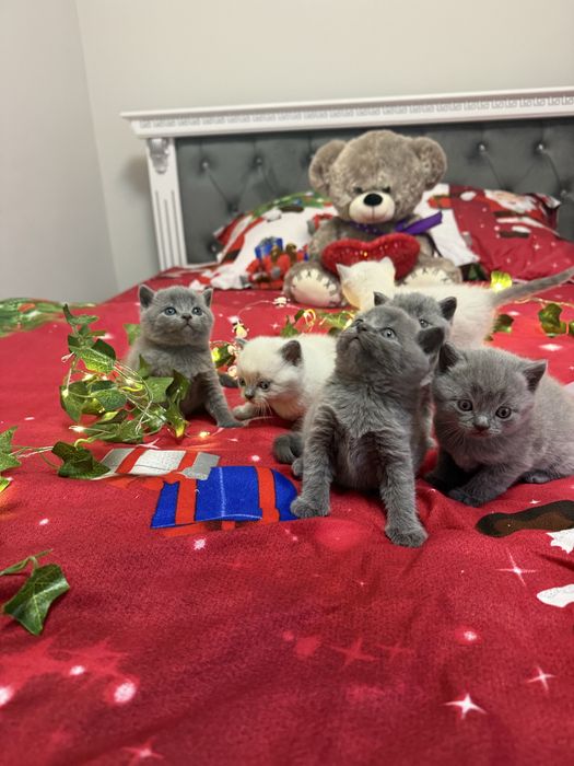 Шотландські чистокровні прямовухі кошенята