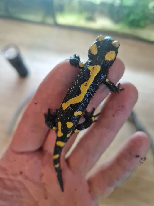 RARYTAS Salamandra algira tingitana CB25 5cm (Beni Arous, Maroko)
