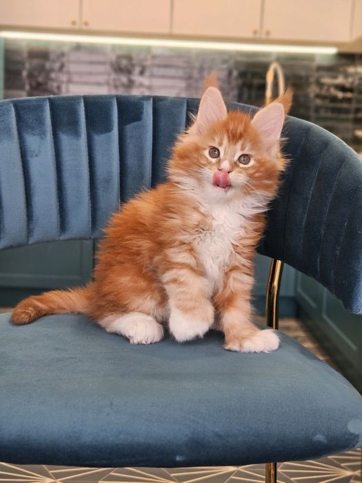 Кошенята Мейн-кун (Бронь)