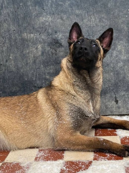 Більгійська вівчарка