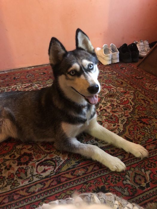 Продам хаскі