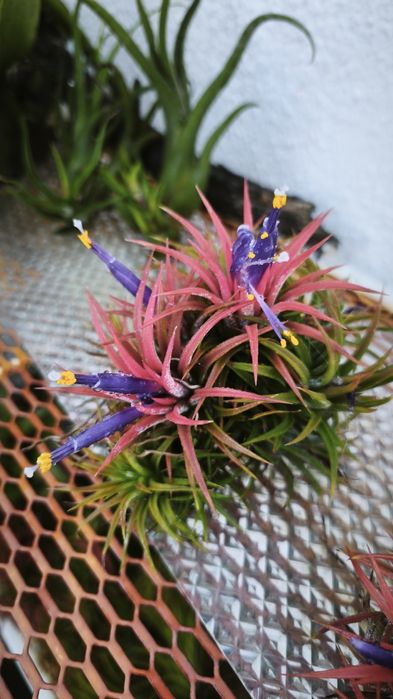 Tillandsias plantas Aéreas