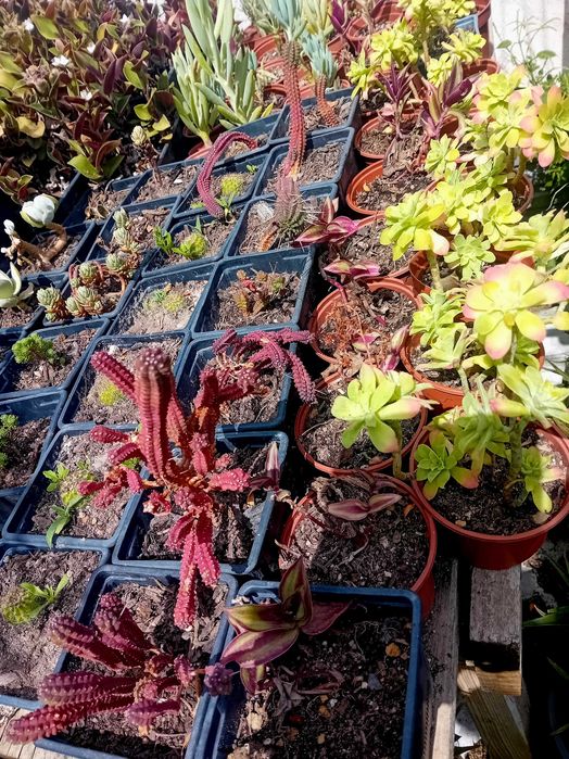 Suculentas va'rias