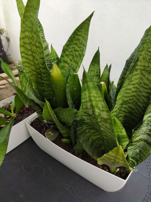 Plantas Espada S. Jorge