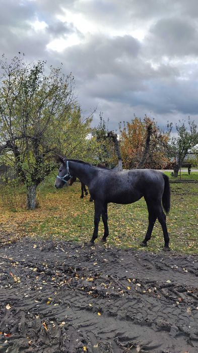Klacz rasy śląskiej