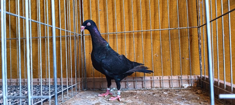 Gołębie z lotu. Duński lotny Samica