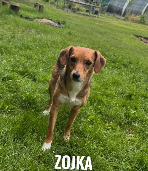 1,5 roczna, 12 kg, przyjazna Zojka, adopcja