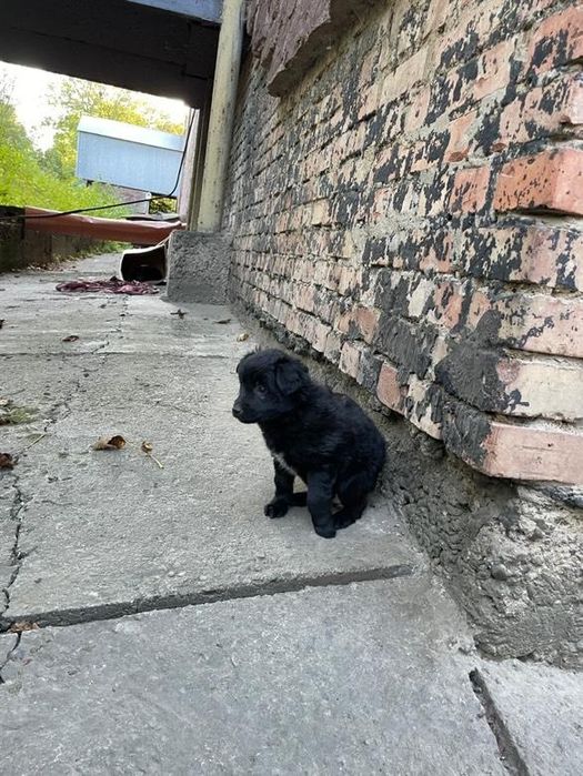 Цуценята гарні пригарні