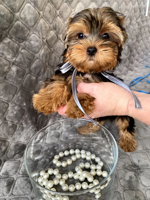 Йорки гарнесенькі