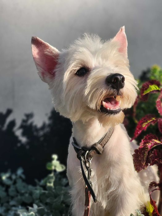 West Highlend White Terrier, цуценята з розплідника