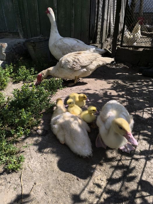Індокачки-мускусні індокачки