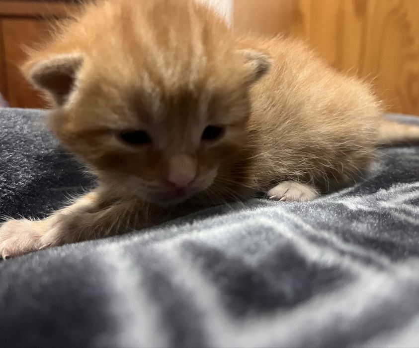 Gatinho para adoção