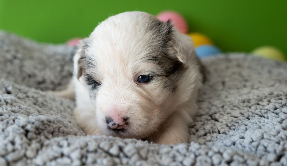 Border collie szczeniak suczka ZKwP/ FCI