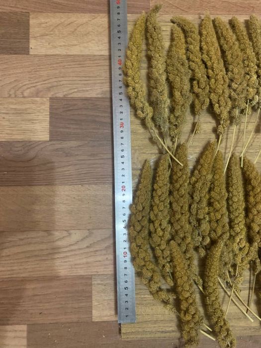 ЧУМИЗА врожай 2025