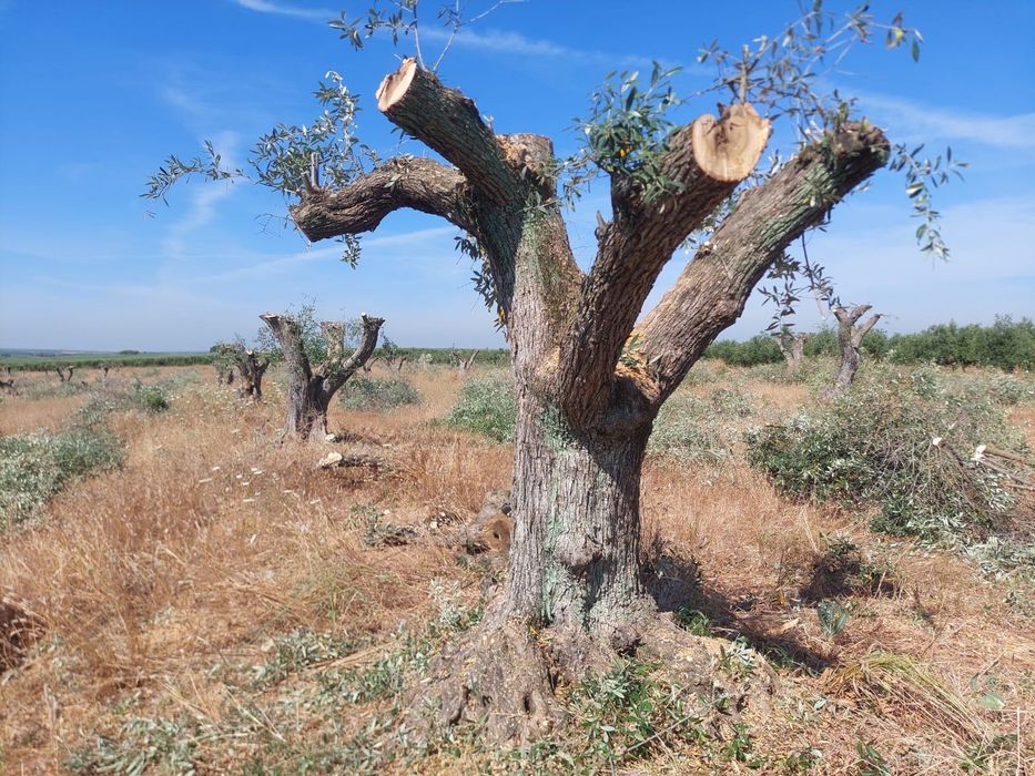 Oliveiras centenárias