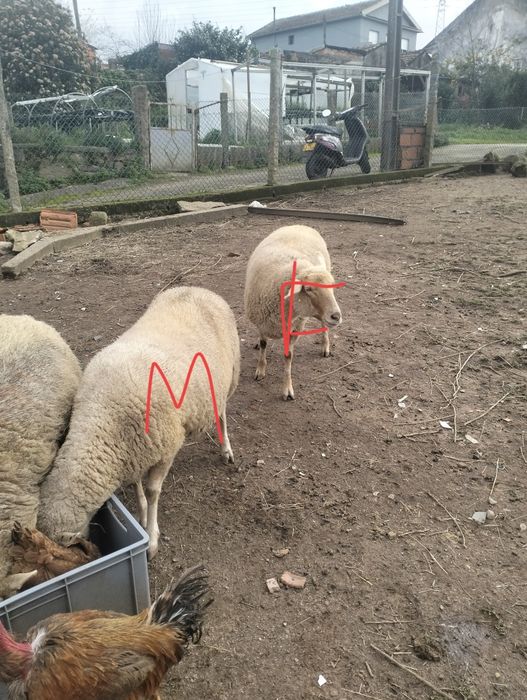 Duas ovelhas pra venda possívelmente prenhas .RESERVADAS!!.