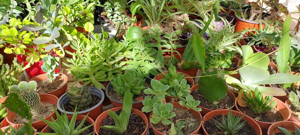 Plantas, catos e suculentas