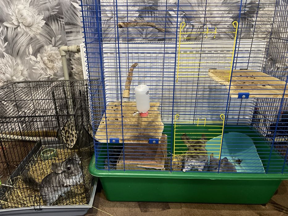 Шиншили   Шиншили