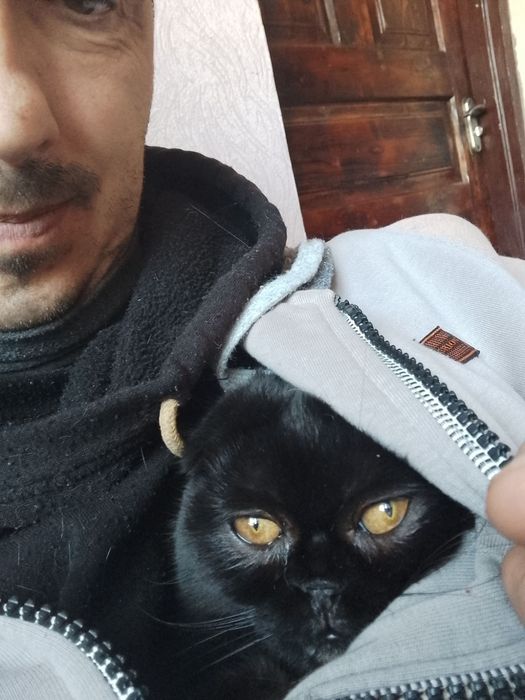 Скоттіш фолд голден поінт