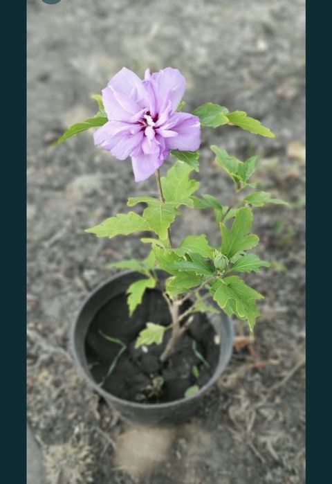 Саджанеці.  слива пізня . Роза