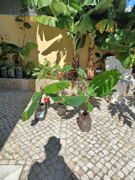 Bananeiras envasadas