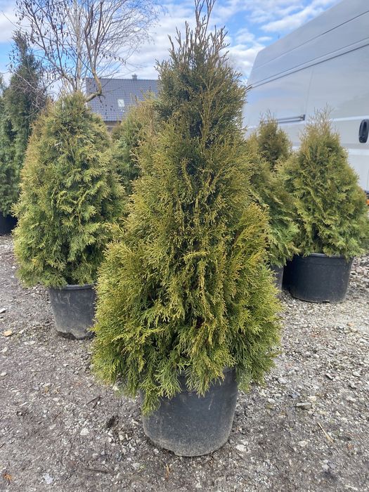 Tuja, tuje szmaragd (thuja, thuje szmaragd)