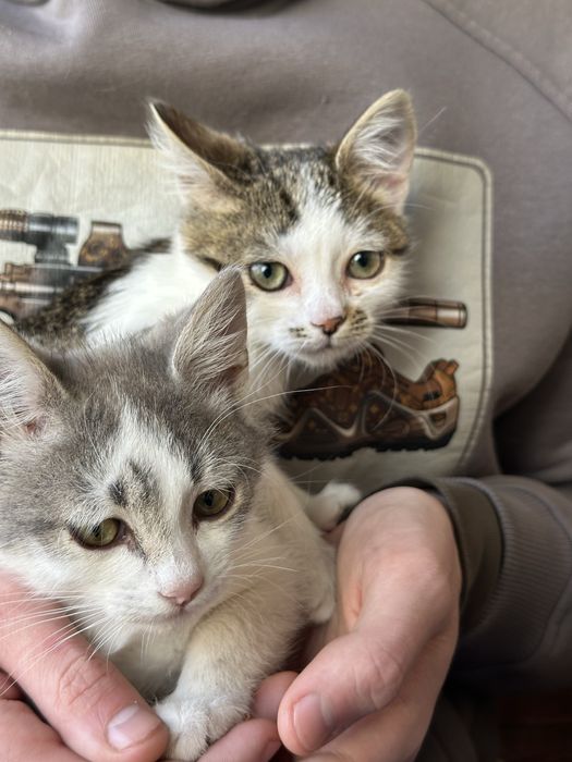 Віддам привитих кошенят в добрі руки(вік 3 місяці)