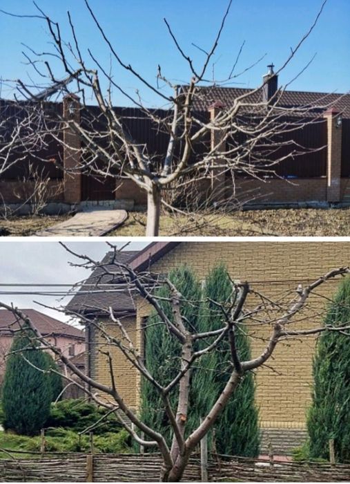 Обрізка Дерев,Кущів,Обприскування Дерев та Рослин.  Покос газонну.