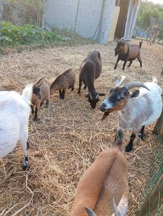 Cabras anãs para venda nas Meãs do Campo