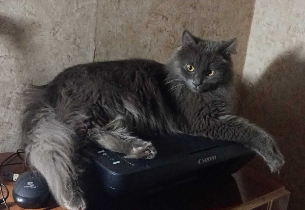 Безкоштовно. Котик у добрі руки