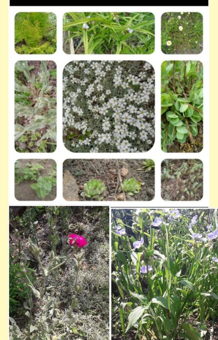 Квіти для саду на фото не всі