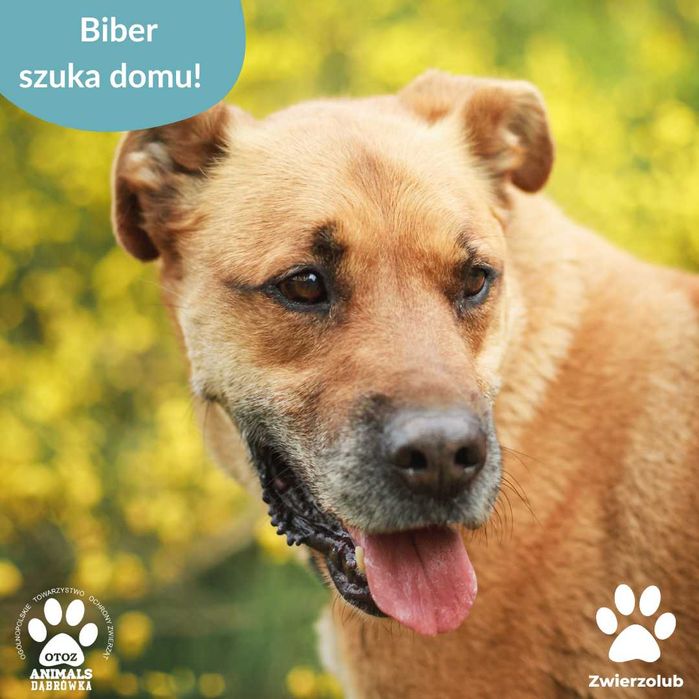 Biber szuka nowego domu