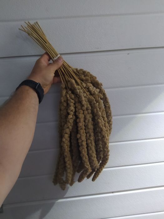 Proso senegalskie w kłosach