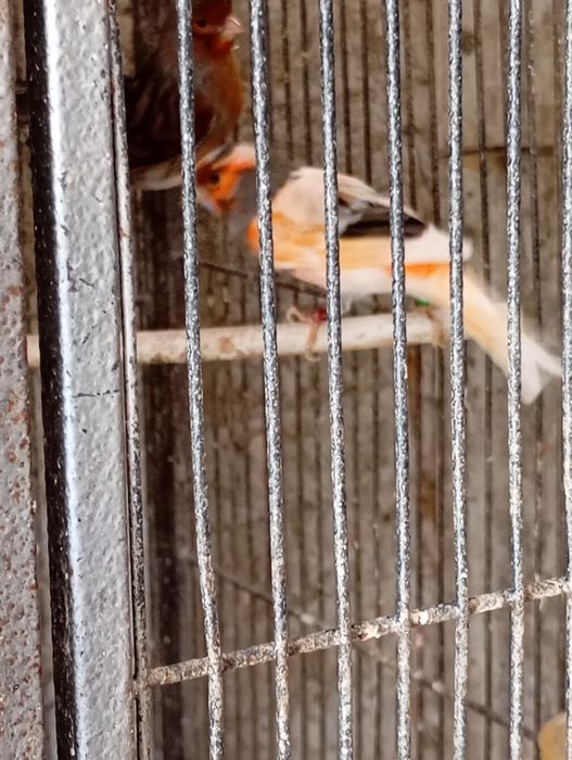 Casais canarios várias raças