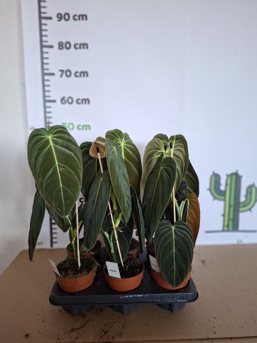 Philodendron melanochrysum (filodendron czarno-złoty)  WYSYŁKA