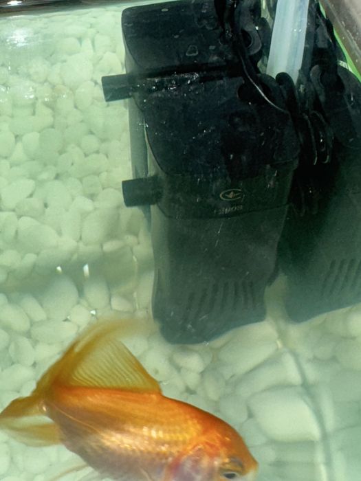 Акваріум доя рибок