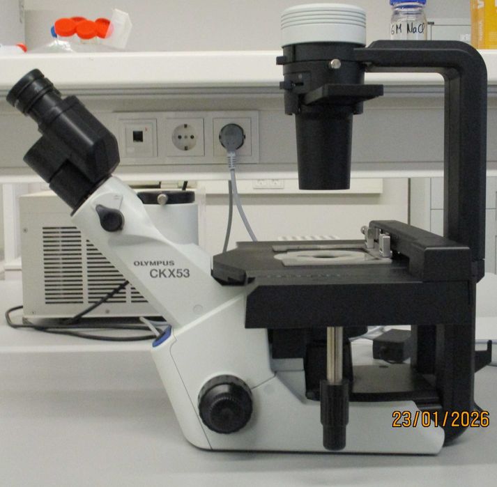 Microscópio Invertido OLYMPUS - Modelo CKX53