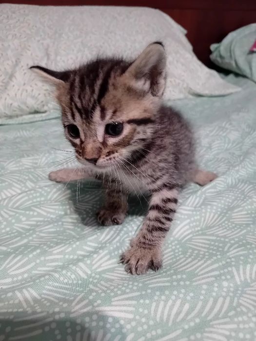 Gatinhos para adoção ja estao todos  reservados