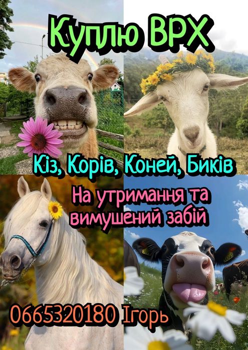 ВРХ вимушений забій або утримання