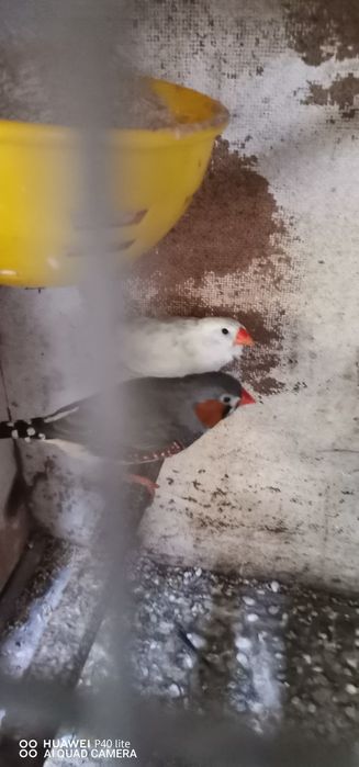 Vendo casais de mandarins