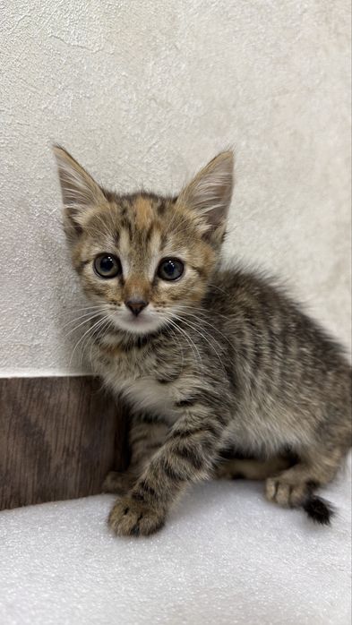 Кошеня котик кішка