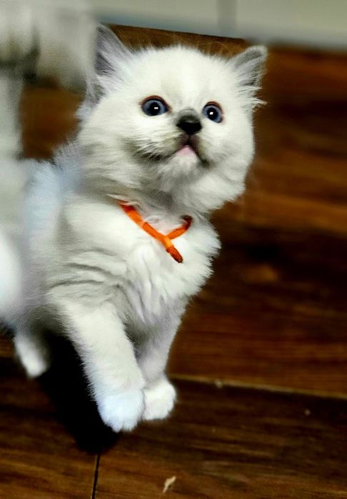 Kocięta Ragdoll - 2 kotki i dwa kocurki