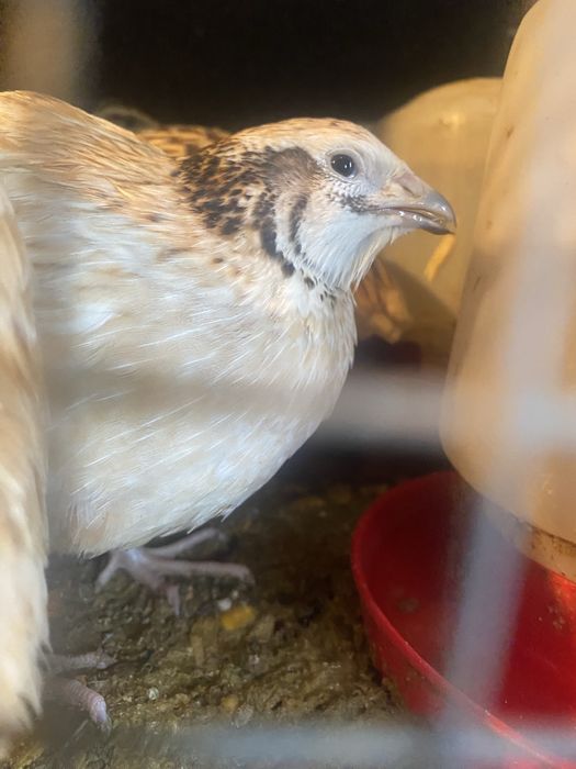 Codornizes macho e femea