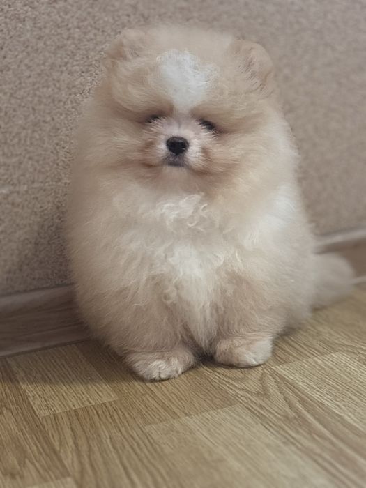 шикарний Хлопчик шоу класу