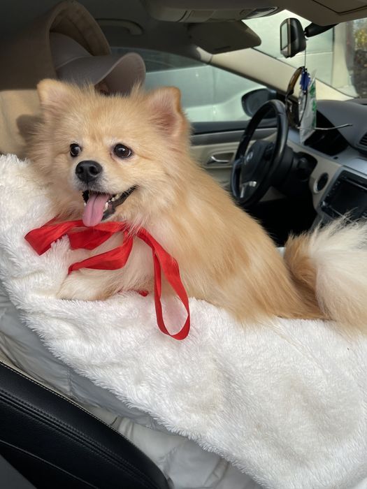 Померанські шпіци — Маленькі моделі для обіймів