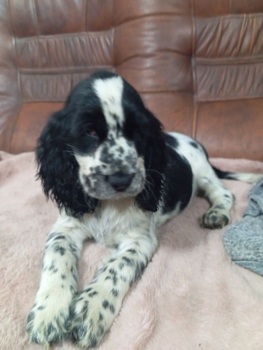 Suczka Cocker spaniel angielski