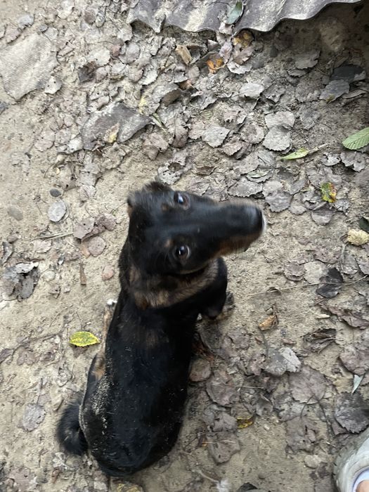 Віддаю собачку безкоштовно